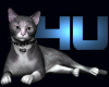 4u Homepage Kitty Cat