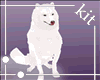 [Kit]Samoyed_Pet