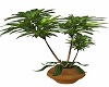 Plant With Oak Base