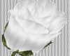 Love W/A White Rose