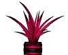 Dark Pink Plant