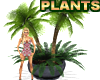 Palm Plants In Pot