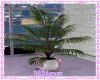 Small Office Plant ll