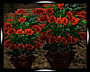 :C: SUNSET POTTED ROSES