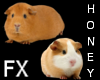 *h* Guinea Pig FX