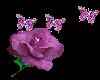 Pink Rose & Butterflies