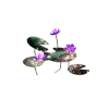 Dark fae lilies w/pads