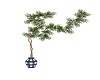 CLIMING PLANT
