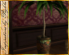 I~Gypsy Palm Plant