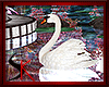 Sk.Lake:Swan