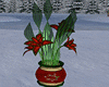 Xmas Flower Plant 2