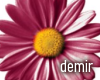 [D] Romantic wine daisy