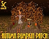 SC Fall Pumpkin Patch