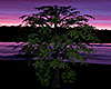 Dreamy Sunset Trees