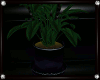 [N] Plum Plant