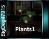 [BD]Plants1
