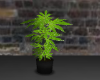 weed plant 4