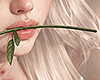 é Valentine's Rose F