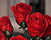 é Bouquet Roses F