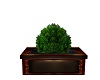 MP~POTTED BOX PLANT 10