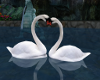 ~Couple R.Swans~