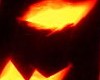 pumpkin tree