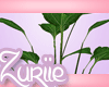 ZE| Princess Plant