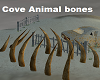 Cove Animal Bones