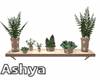 Wall Plants