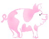 Pink N White Pig