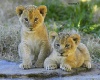 cubs