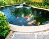 Anim Koi Pond