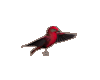 (SW)red finch