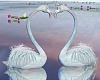 T- Rom. Flamingos Love