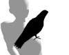 Black Crow