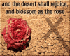 HW: The Dessert Rose