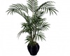 Palm Tree Potted