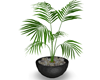 Outdoor Potted Palm v2