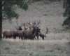 Blue Range Elk