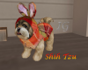 PL Shih Tzu Pup