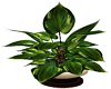 Potted Plant