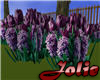 JF Purple Tulip Field