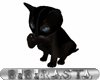BBR Black Magic Kitten