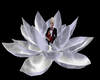 Silver lotus