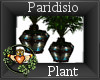 ~QI~ Paridisio Plant