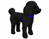 PET Male Charcoal Poodle