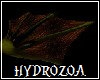 Hydrozoa Amphibian Hands