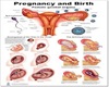 Pregnancy & Birth poster