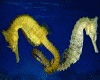 [A94] Yellow Seahorse