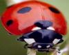 Ladybug Sticker